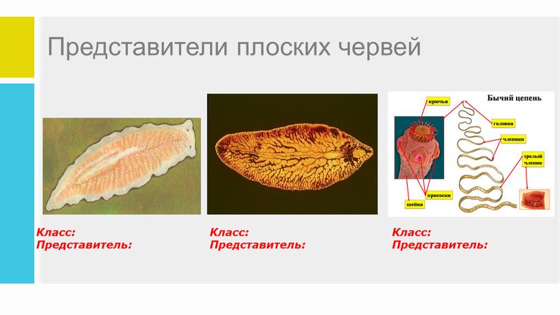 Представители плоских червей Класс: