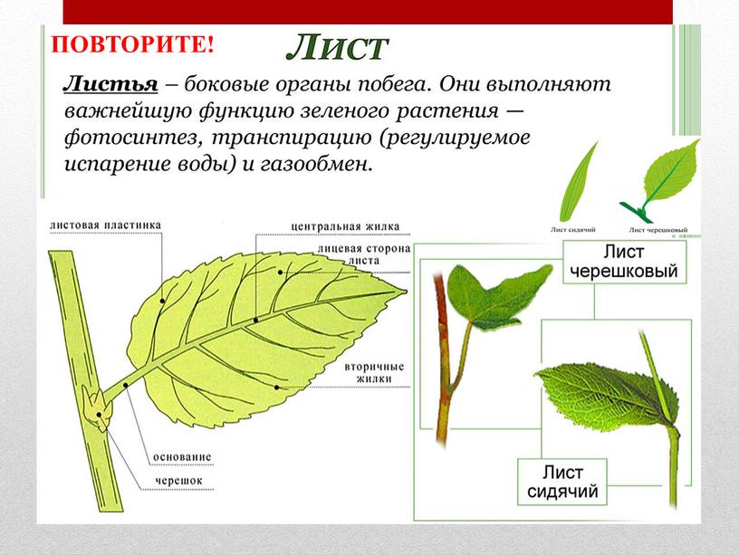 ПОВТОРИТЕ!