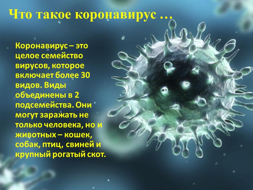 Что такое коронавирус … Коронавирус – это целое семейство вирусов, которое включает более 30 видов
