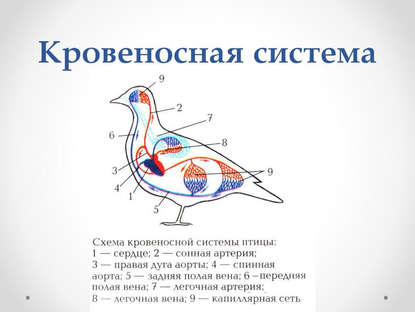 Кровеносная система