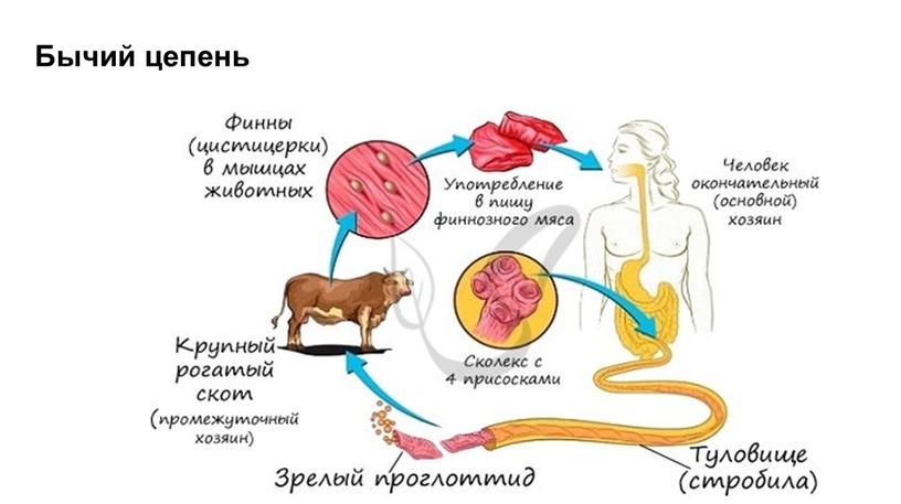 Бычий цепень