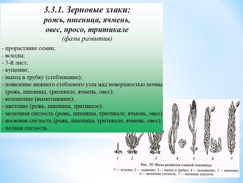 Условия прорастания семян растений, 6 класс, биология