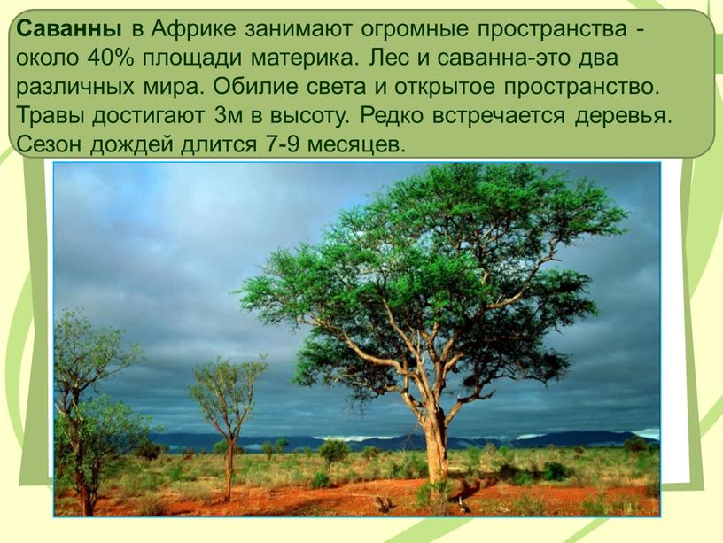 Саванны в Африке занимают огромные пространства -около 40% площади материка