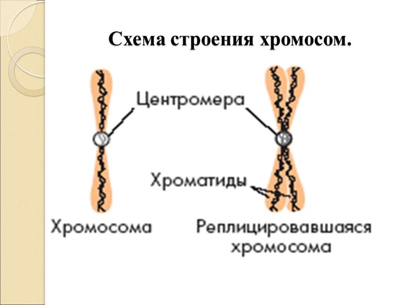 Схема строения хромосом.