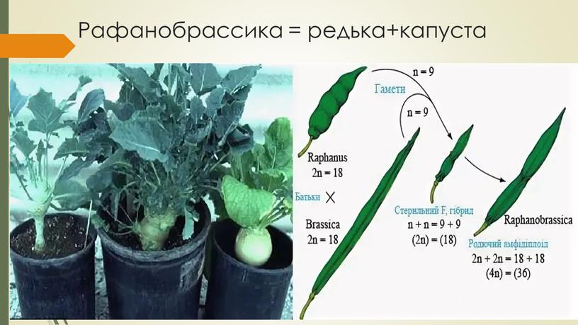 Рафанобрассика = редька+капуста