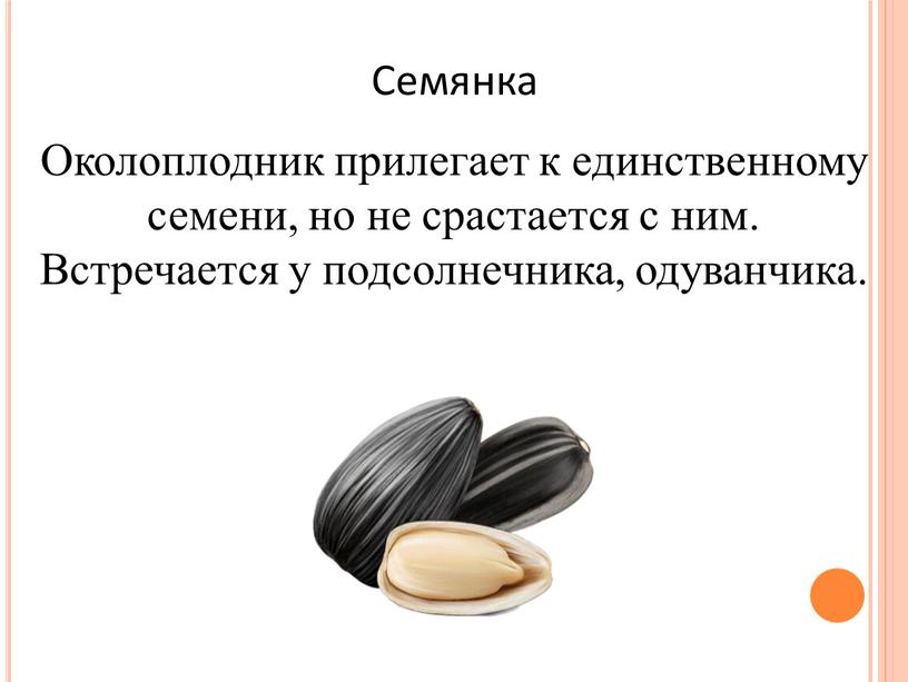 Семянка Околоплодник прилегает к единственному семени, но не срастается с ним