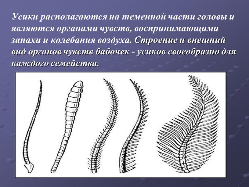 Усики располагаются на теменной части головы и являются органами чувств, воспринимающими запахи и колебания воздуха