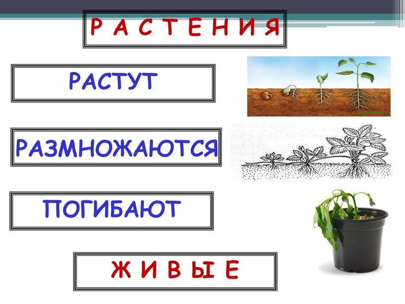 Презентация по окружающему миру на тему "Как живут растения?" 1 класс