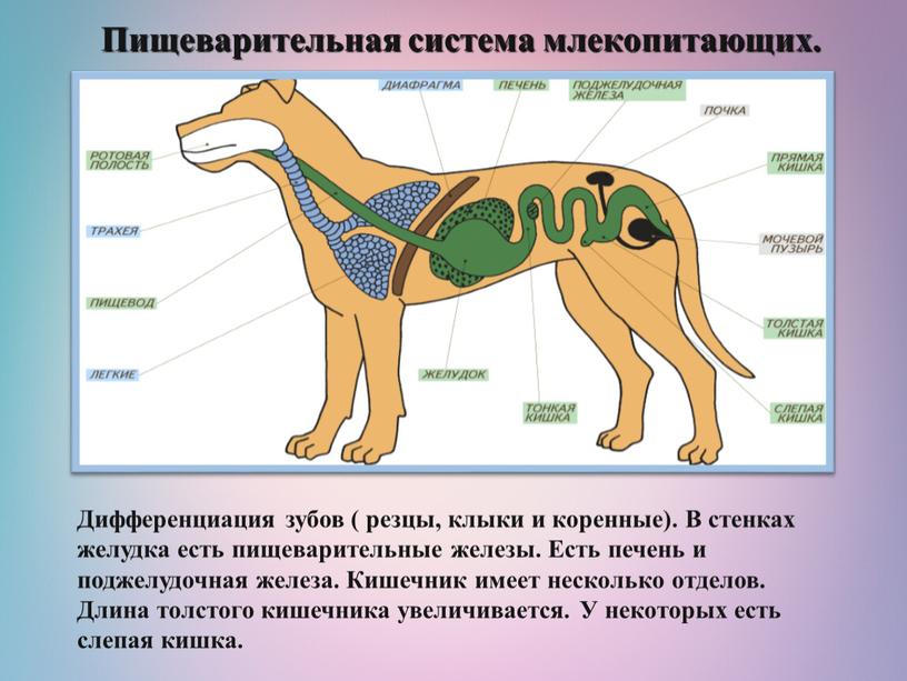 Пищеварительная система млекопитающих