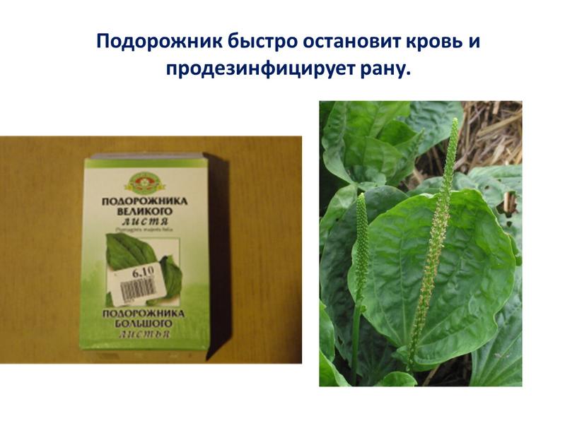 Подорожник быстро остановит кровь и продезинфицирует рану