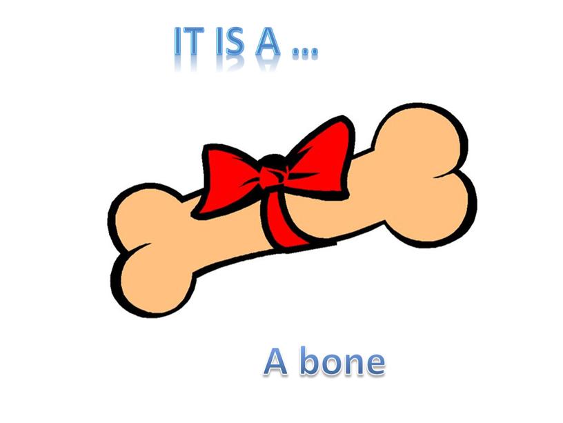 A bone It is a …