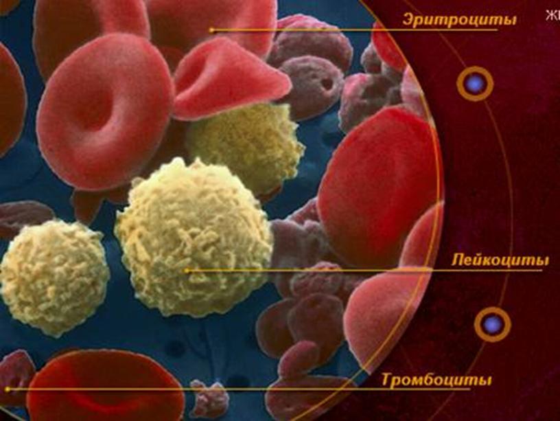 Состав крови