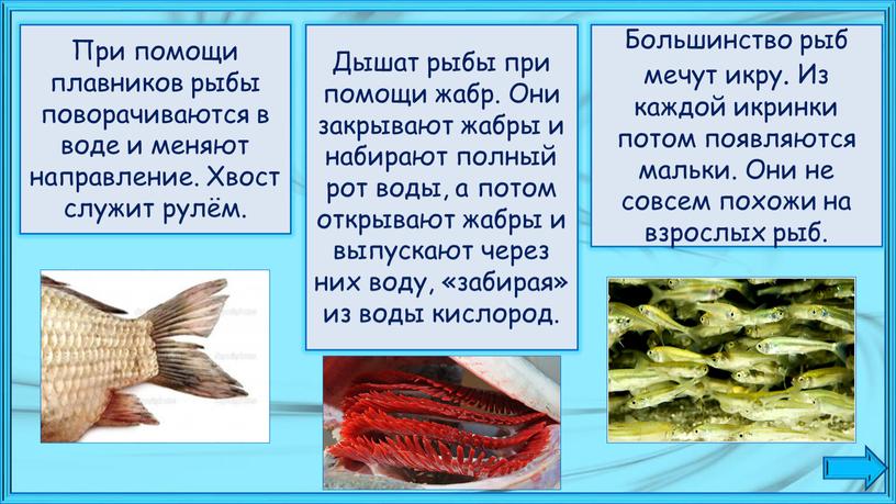 При помощи плавников рыбы поворачиваются в воде и меняют направление