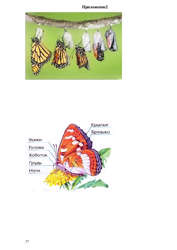 Развитие бабочки схема. Цикл развития бабочки в картинках для детей. В каком месяце лета появляются бабочки.