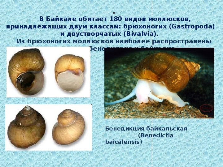 Три примера животных относящихся к моллюскам. Виды моллюсков. Животные водоема моллюски. Байкальские моллюски.
