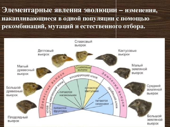 Органическое развитие. Элементарные явления эволюции пример. Современные представления об эволюции.