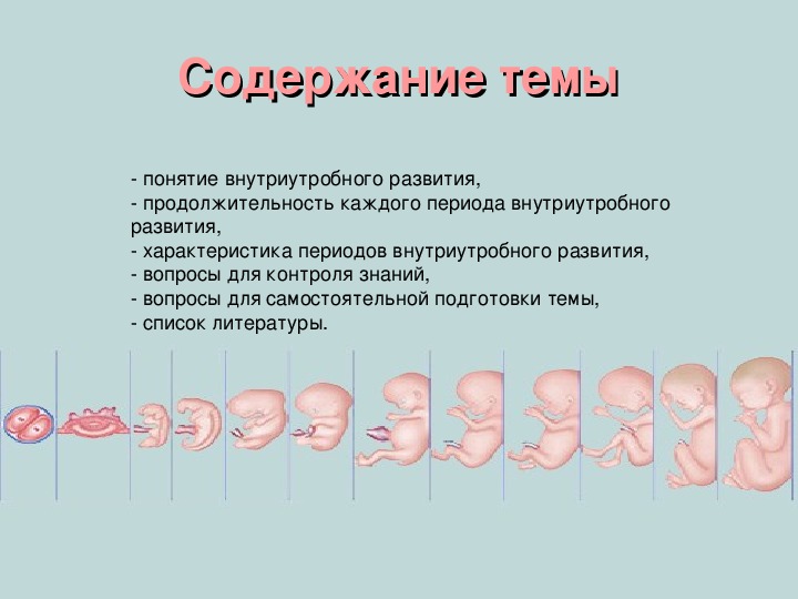 Особенности внутриутробного развития человека