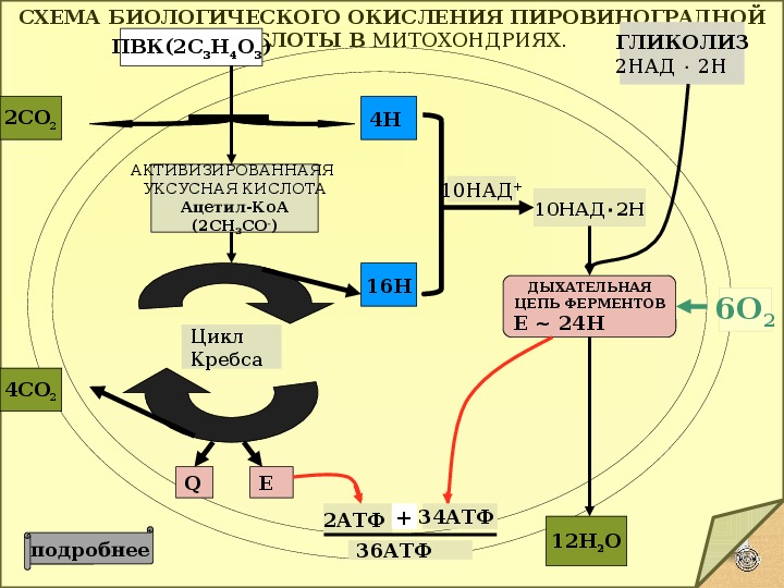 Прочитайте статью в рубрике это интересно предложите схему отражающую биологическое окисление клетке