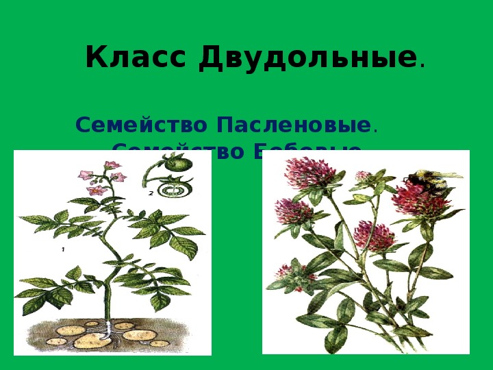 Презентация по биологии на тему " Семейства двудольных растений: Пасленовые, Бобовые" (6 класс)