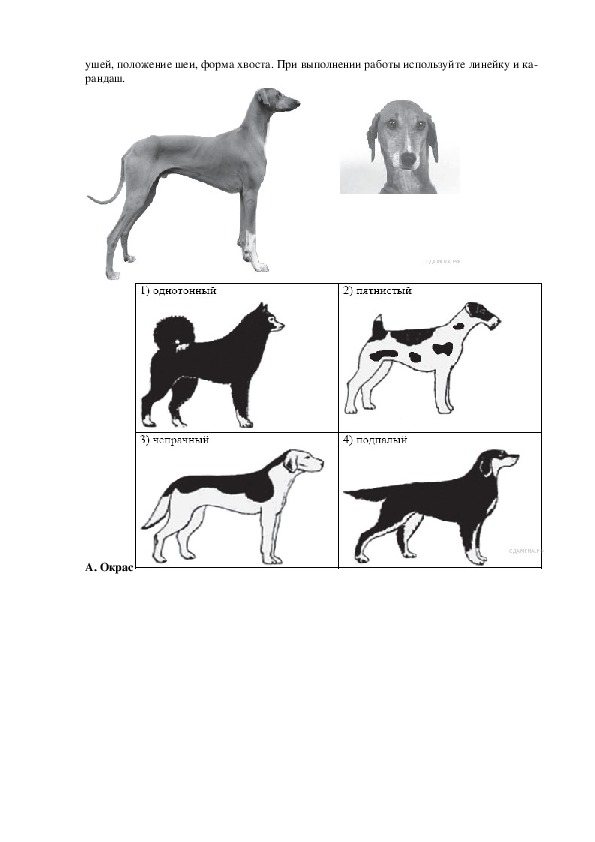 Огэ биология собака. Задание 24 ОГЭ по биологии собаки. ОГЭ биология задание с собакой. Окрас форма ушей форма хвоста. Задание по биологии с собаками.
