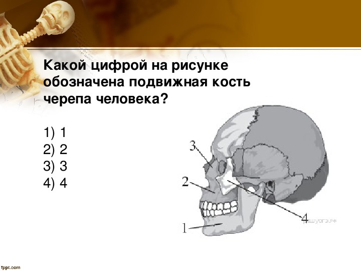 К подвижным костям черепа относится