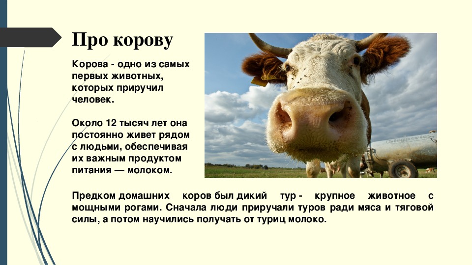 Домашнее животное корова окружающий мир. Корова для презентации. Сообщение о корове. Доклад про корову. Проект про корову.