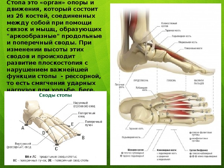 Стопа фото с описанием