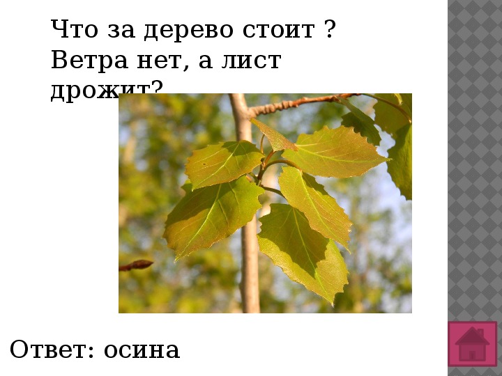 Угадай ответ дерево. Дерево стоит а лист дрожит. Задрожали листы. Дрожащий лист. Что за дерево стоит ветра нет а лист дрожит.