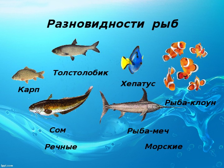 Презентация окружающий мир рыбы