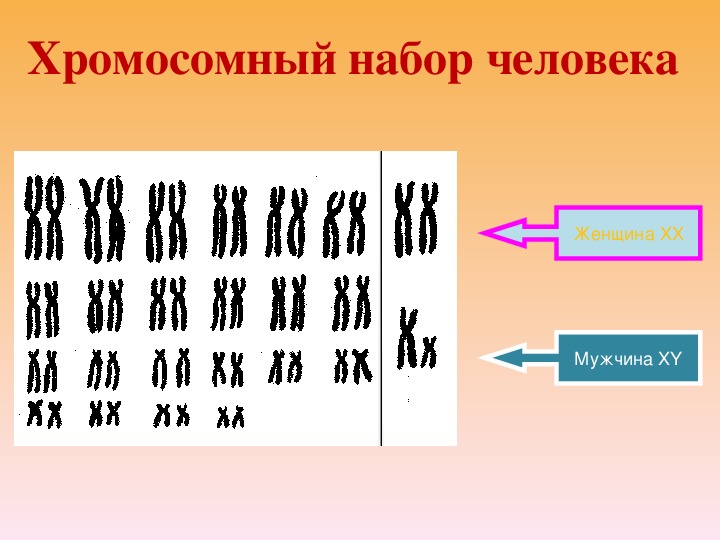 Презентация на тему генетика пола сцепленное с полом наследование 9 класс