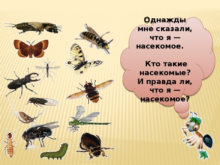 Занятие по окружающему миру насекомые. Насекомые это 1 класс окружающий мир школа России. Насекомые школа России 1 класс. Кто такие насекомые. Насекомые 1 класс окружающий.