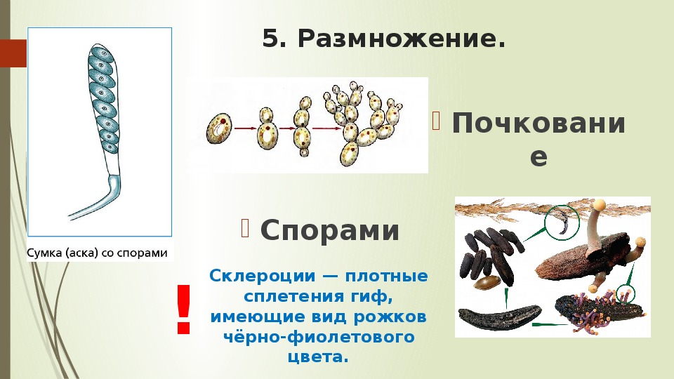 Рассмотрите изображение различных объектов живой природы зеленые водоросли мхи сумчатые грибы