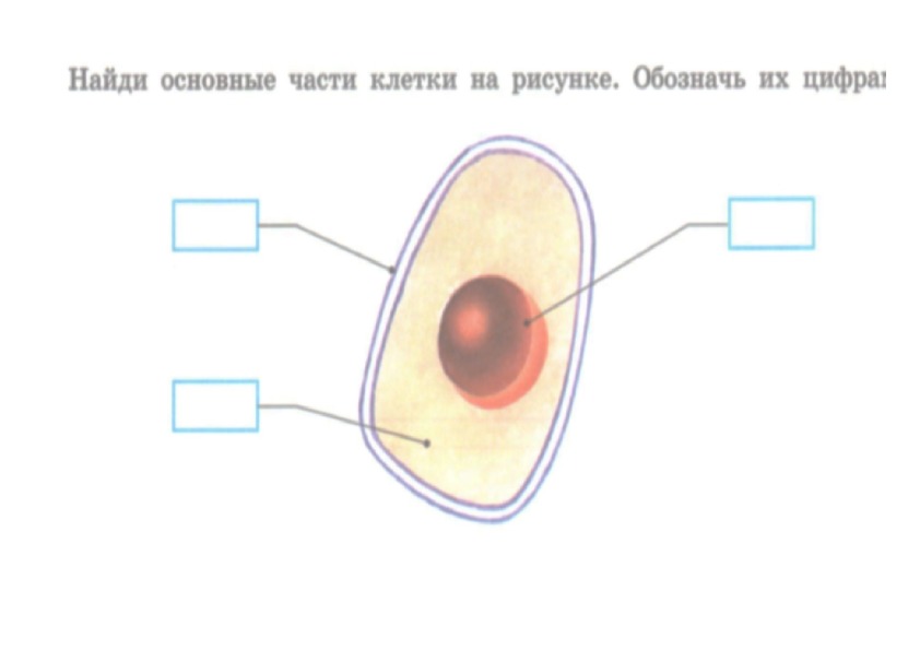 Строение клетки и ткани организма.