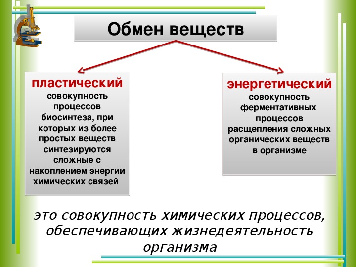 Презентация на тему обмен веществ