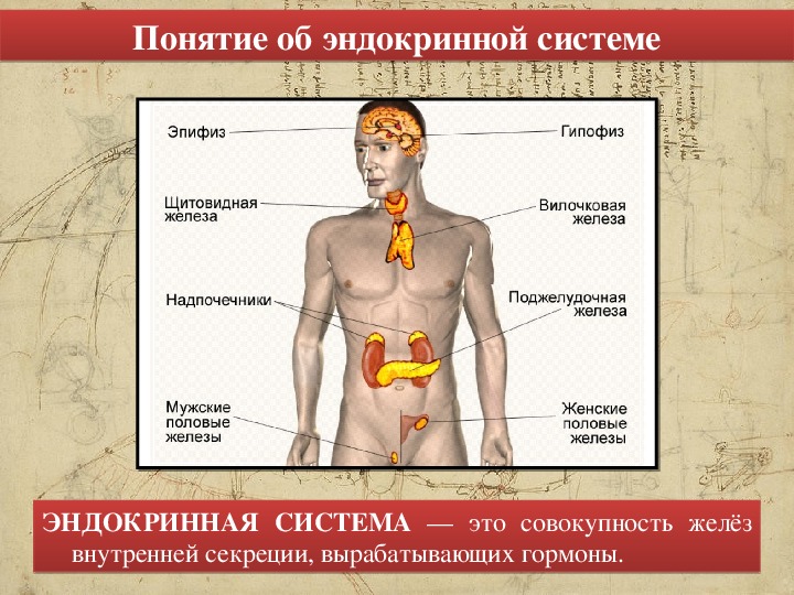 Эндокринология гормоны. .Система желез внутренней секреции. Функции. Эндокринная система человека эндокринные железы. Эндокринная система железы секреции. Понятие об эндокринной системе. Железы внутренней секреции.