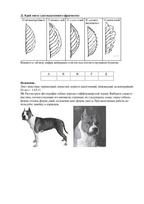 Рассмотри фотографию собаки породы чешский терьер и выполни задания