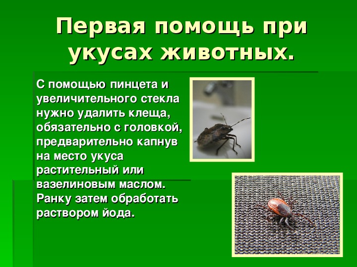 Презентация обж клещи