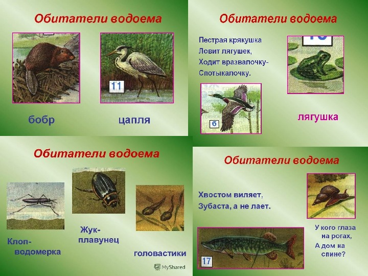 Кто живет в воде презентация для дошкольников