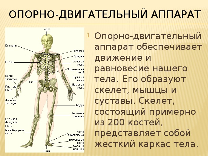 Скелет презентации это