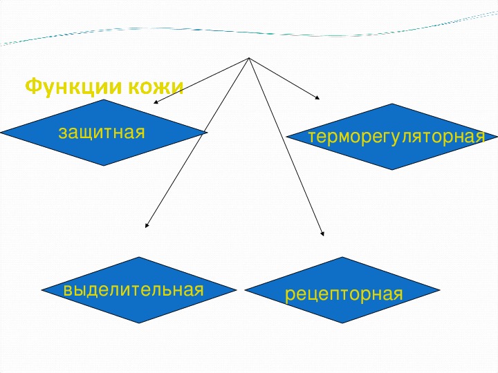 Шагреневая кожа презентация