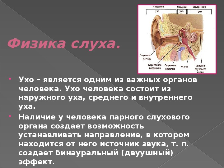 Конспект орган слуха. Орган слуха человека. Уши орган слуха. Физика слуха. Основные элементы физики слуха.