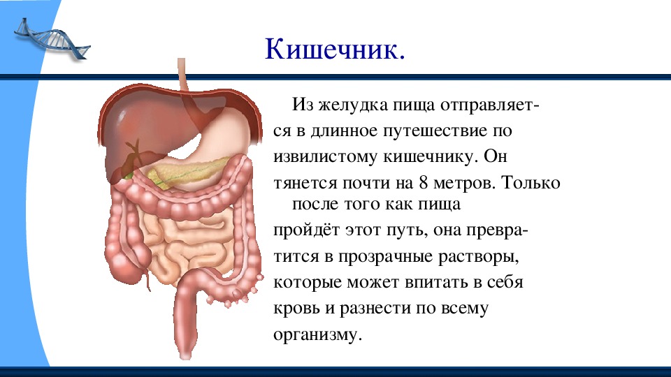 Презентация на тему желудок