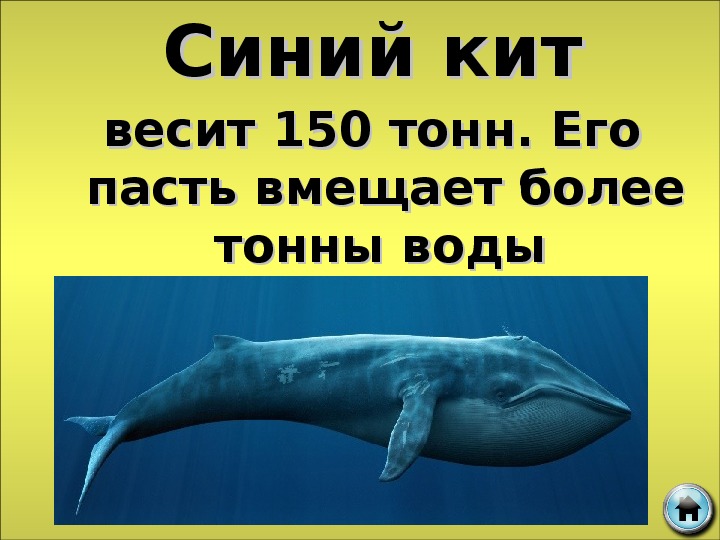 Масса синего кита достигает. Вес китенка синего кита. Сколько весит синий кит. Сколько весит кит. Скшлько Вест синий кит.