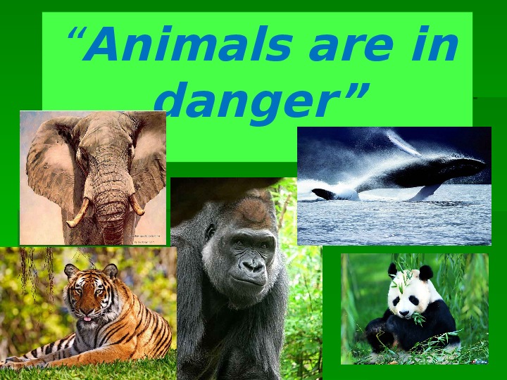 Презентация по английскому языку " Животные в опасности" 6 класс