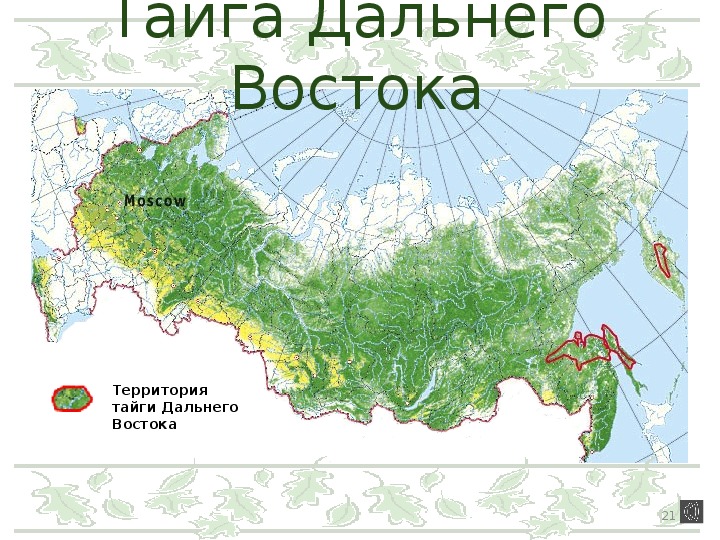 Тайга на карте. Смешанные леса дальнего Востока на карте. Карта смешанных и широколиственных лесов России. Смешанные леса дальнего Востока на карте России. Где на карте широколиственные леса.