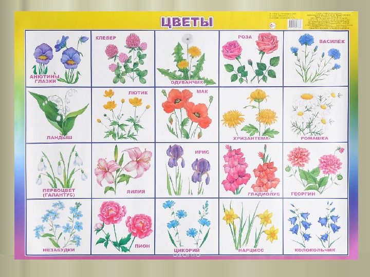 Садовые цветы на букву г