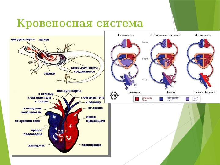 Строение кровеносной системы и сердца рептилии. Пресмыкающиеся кровеносная система круги кровообращения. Схема строения кровеносной системы пресмыкающихся.