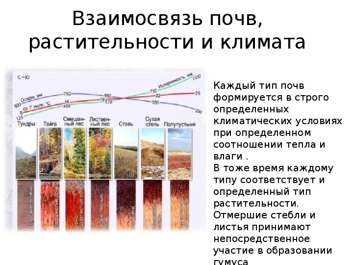 Тип почвы русской равнины