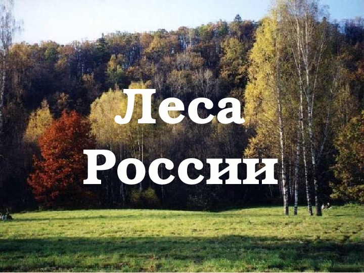 Российская 4. Урок леса России. Проект леса России. Леса России презентация. Проект на тему леса России.