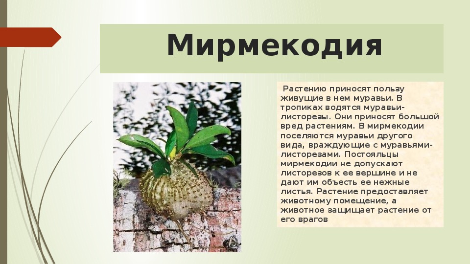 Презентация "Микориза у растений"